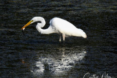 IMG_0069
