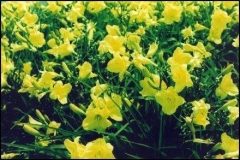 daffodils
