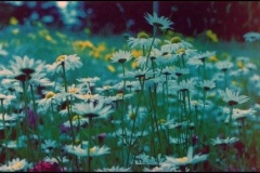 daisies