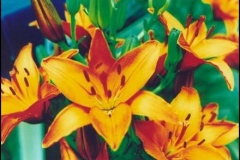 lilies