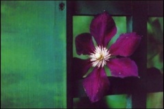 peering