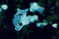 poppy