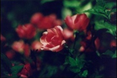 rosebud