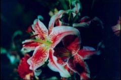 stargazer