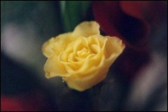 yellowrose
