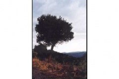 sce9