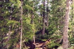 west7